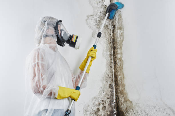 Best Attic Mold Removal  in Fairwood, WA