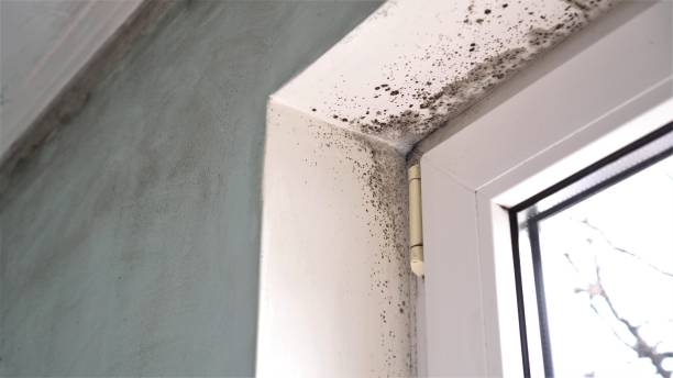 Best Commercial Mold Removal  in Fairwood, WA